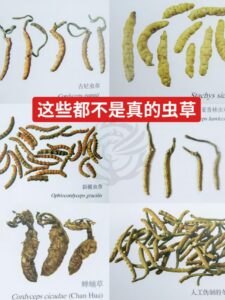 虫草知识 微信图片 20260425134031 71 10
