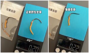 虫草知识 微信图片 20260425143046 73 10