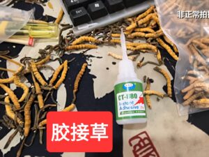 虫草知识 微信图片 20260425143341 74 10