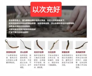 虫草知识 微信图片 20260425143549 75 10