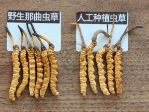 虫草对比