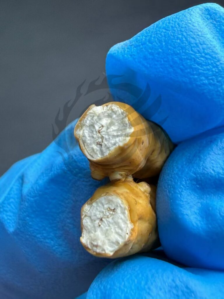 鲜草断面
